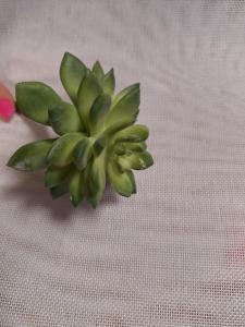 Dirbtinis  sukulentas