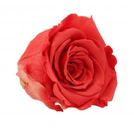 Mieganti stabilizuota rožė, 6,5x6cm (Rausva)