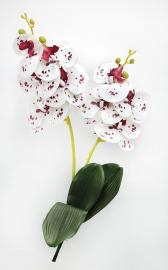 Orchidėjų šakelės su lapais 55cm (balta-violetinė)
