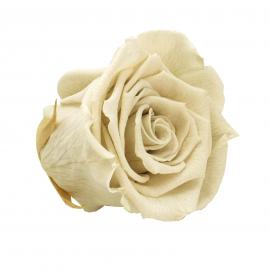 Mieganti stabilizuota rožė, 6,5x6cm (Balta)