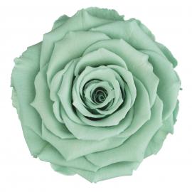 Miegančios stabilizuotos rožės (6vntx4,80€) 5.5cm x 6.5cm XL dydžio (Šv. mėlyna)