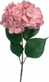 Didelė hortenzija, šviesiai rožinė - 79 cm