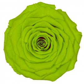 Miegančios stabilizuotos rožės (6vntx4,80€) 5.5cm x 6.5cm XL dydžio (Šv. žalia)