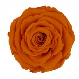 Miegančios stabilizuotos rožės (6vntx4,80€) 5.5cm x 6.5cm XL dydžio (Oranžinė)