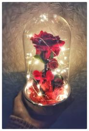 Miegančios stabilizuotos raudonos rožės kompozicija stikliniame gaubte su led girlianda, 12x19cm