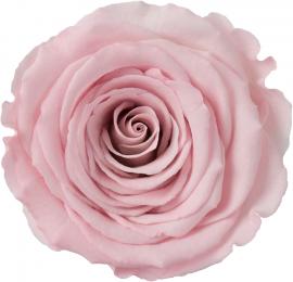 Miegančios stabilizuotos rožės (6vntx4,80€) 5.5cm x 6.5cm XL dydžio (Šv. rožinė)