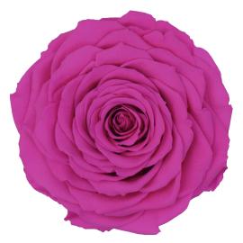 Stabilizuota rožė 5.5cm x 9.5cm XXL dydžio (Rožinė)