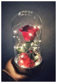 Miegančios stabilizuotos raudonos rožės kompozicija stikliniame gaubte su led girlianda, 12x19cm
