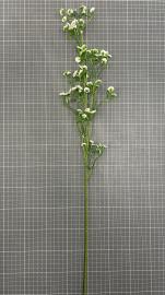 Dirbtinė gėlės šaka, ilgis 69 cm (balta)