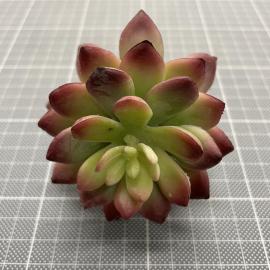 Sukulentas 13 cm (žalias-violetinis)