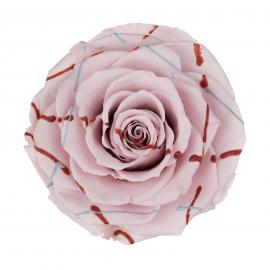 Miegančios stabilizuotos rožės (6vntx5,60€) 5.5cm x 6.5cm XL dydžio (Šv. rožinė šventinė)