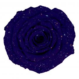 Miegančios stabilizuotos rožės (6vntx5,60€) 5.5cm x 6.5cm XL dydžio (Mėlyna galaktika)
