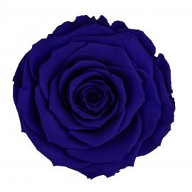 Miegančios stabilizuotos rožės (6vntx4,80€) 5.5cm x 6.5cm XL dydžio (T. mėlyna)