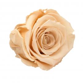 Mieganti stabilizuota rožė, 6,5x6cm (Kreminė)