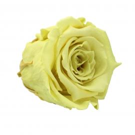 Mieganti stabilizuota rožė, 6,5x6cm (Gelsva)