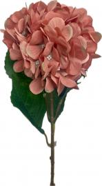 Didelė hortenzija, rausva - 79 cm