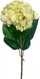Didelė hortenzija, šviesiai žalia - 79 cm
