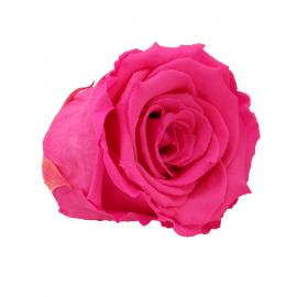 Mieganti stabilizuota rožė, 6,5x6cm (Ryškiai rožinė)