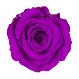 6 XL dydžio miegančios stabilizuotos rožės 5,5 cm x 6,5 cm (violetinė)