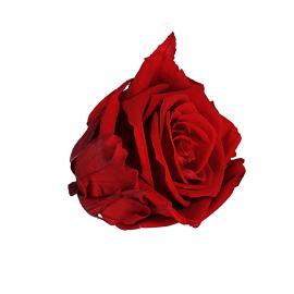 Mieganti stabilizuota didelė rožė, skersmuo 6,5cm (Bordo)