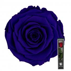 Stabilizuota rožė su koteliu 30cm (Mėlyna)