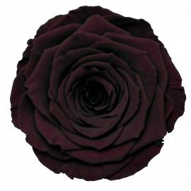 Miegančios stabilizuotos rožės (6vntx4,80€) 5.5cm x 6.5cm XL dydžio (Bordo)