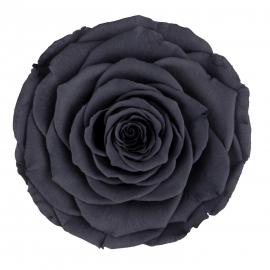 Miegančios stabilizuotos rožės (6vntx4,80€) 5.5cm x 6.5cm XL dydžio (T. pilka)