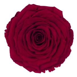 Stabilizuota rožė 5.5cm x 9.5cm XXL dydžio (Raudona)
