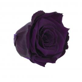 Mieganti stabilizuota rožė, 6,5x6cm(Tamsiai violetinė)