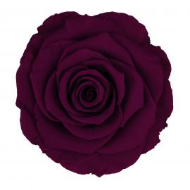 Miegančios stabilizuotos rožės (6vntx4,80€) 5.5cm x 6.5cm XL dydžio (T. rožinė)