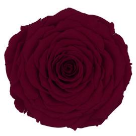 Stabilizuota rožė 5.5cm x 9.5cm XXL dydžio (T. raudona)