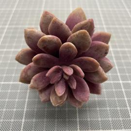 Sukulentas 13 cm (violetinis)