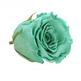 Mieganti stabilizuota rožė, 6,5x6cm (Žydra)