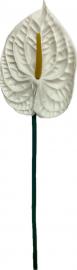 Anturio šaka „Tropica“ balta, 71 cm