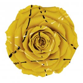 Miegančios stabilizuotos rožės (6vntx5,60€) 5.5cm x 6.5cm XL dydžio (Geltona šventinė)