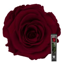Stabilizuota rožė su koteliu 30cm (T. raudona)