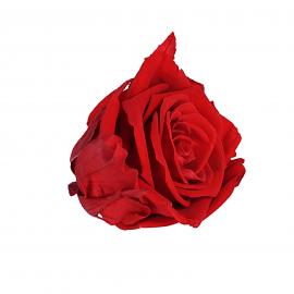 Mieganti stabilizuota didelė rožė, skersmuo 6,5cm (Raudona)