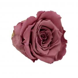Mieganti stabilizuota rožė, 6,5x6cm (Violetinė)