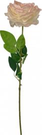 Arbatinė rožė, kreminė-šviesiai rožinė - 67 cm