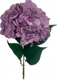 Didelė hortenzija, tamsiai violetinė - 79 cm