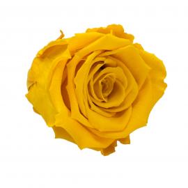 Mieganti stabilizuota rožė, 6,5x6cm (Geltona)
