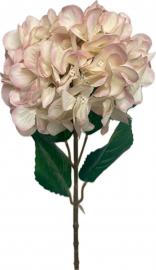 Didelė hortenzija, kreminė su rožiniais kraštais - 79 cm