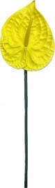 Anturio šaka „Tropica“ geltona, 71 cm