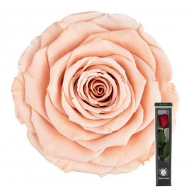 Stabilizuota rožė su koteliu 30cm (Šv. persikinė)