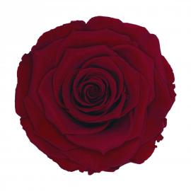 Miegančios stabilizuotos rožės (6x4,80€) 5.5cm x 6.5cm XL dydžio (Raudona)
