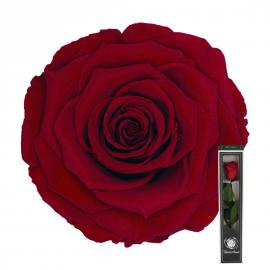 Stabilizuota rožė su koteliu 30cm (Raudona)