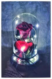 Miegančios stabilizuotos bordo rožės kompozicija stikliniame gaubte su led girlianda, 12x19cm