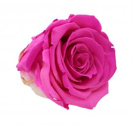 Mieganti stabilizuota rožė, 6,5x6cm (Rausvai alyvinė)