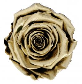 Miegančios stabilizuotos rožės (6vntx6,20€) 5.5cm x 6.5cm XL dydžio (Auksinis metalas)